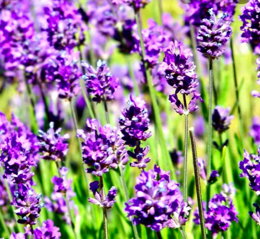 Lavender Munstead 50 Seeds BOGO 50% off SALE