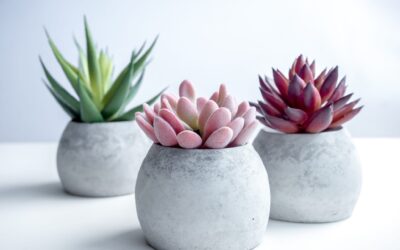 10 Tips on How to Care for Your Succulents